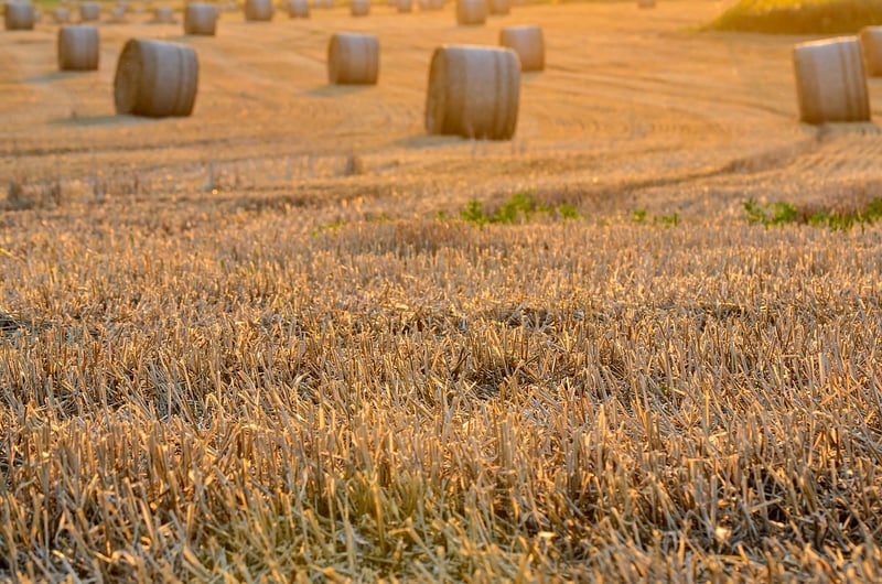 Shared Harvests